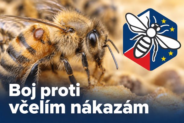 Detailní záběr včely medonosné s roztoči Varroa na zadečku